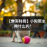 【宠医科普】小狗驱虫用什么药？（图3）