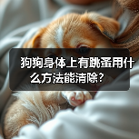 狗狗身体上有跳蚤用什么方法能清除？