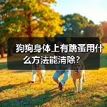 狗狗身体上有跳蚤用什么方法能清除？（图2）