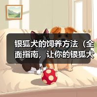 银狐犬的饲养方法（全面指南，让你的银狐犬健康成长）（图3）