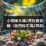 小猫咪不满2月饮食安排(如何给不满2月的小猫咪科学合理地安排饮食?)(图2) 小猫咪不满2月饮食安排(如何给不满2月的小猫咪科学合理地安排饮食?)(图2)