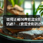 如何正确饲养紫蓝金刚鹦鹉?(紫蓝金刚鹦鹉的饲养方法与注意事项)(图3) 如何正确饲养紫蓝金刚鹦鹉?(紫蓝金刚鹦鹉的饲养方法与注意事项)(图3)