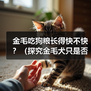 金毛吃狗粮长得快不快?(探究金毛犬只是否需特殊饮食及狗粮是否有助于其成长)(图2) 金毛吃狗粮长得快不快?(探究金毛犬只是否需特殊饮食及狗粮是否有助于其成长)(图2)