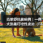 克维舒抗菌病例 | 一例犬跳蚤叮咬性皮炎（FAD）的病例分析