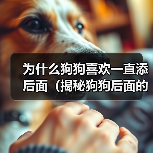 为什么狗狗喜欢一直添后面（揭秘狗狗后面的行为习惯，探寻它们内心的真正想法）