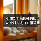 小猫剃毛后忧郁的原因与应对方法(如何帮助小猫克服剃毛后的忧郁情绪)(图4) 小猫剃毛后忧郁的原因与应对方法(如何帮助小猫克服剃毛后的忧郁情绪)(图4)