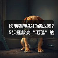 长毛猫毛发打结成团?5步拯救变“毛毯”的猫咪!(图3) 长毛猫毛发打结成团?5步拯救变“毛毯”的猫咪!(图3)