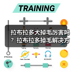 拉布拉多犬掉毛厉害吗？拉布拉多掉毛解决方法全攻略！（图1）