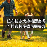 拉布拉多犬掉毛厉害吗？拉布拉多掉毛解决方法全攻略！（图2）