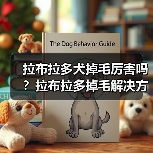 拉布拉多犬掉毛厉害吗？拉布拉多掉毛解决方法全攻略！（图4）