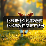 比熊吃什么对毛发好？比熊毛发白又亮方法分享！（图3）