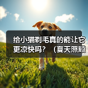 给小猫剃毛真的能让它更凉快吗？（夏天照顾小猫，别乱剃毛！）