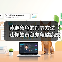 黄腿象龟的饲养方法(让你的黄腿象龟健康成长)(图2) 黄腿象龟的饲养方法(让你的黄腿象龟健康成长)(图2)