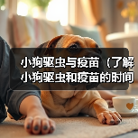 小狗驱虫与疫苗（了解小狗驱虫和疫苗的时间表，让您的宠物远离病菌和寄生虫）