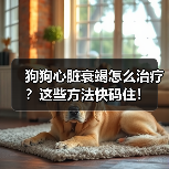 狗狗心脏衰竭怎么治疗？这些方法快码住！（图4）