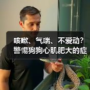 咳嗽、气喘、不爱动？警惕狗狗心肌肥大的症状！（图3）