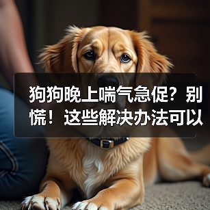 狗狗晚上喘气急促?别慌!这些解决办法可以帮忙(图4) 狗狗晚上喘气急促?别慌!这些解决办法可以帮忙(图4)