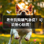 老年狗狗喘气急促？可能是心脏病！（图3）