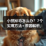 小猫掉毛怎么办?7个实用方法+原因解析,养猫新手必看!(图3) 小猫掉毛怎么办?7个实用方法+原因解析,养猫新手必看!(图3)