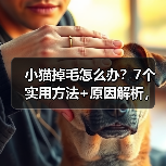 小猫掉毛怎么办?7个实用方法+原因解析,养猫新手必看!(图4) 小猫掉毛怎么办?7个实用方法+原因解析,养猫新手必看!(图4)