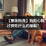 【宠医科普】狗狗心跳过快吃什么药缓解？（图2）