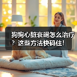 狗狗心脏衰竭怎么治疗？这些方法快码住！