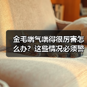金毛喘气喘得很厉害怎么办？这些情况必须警惕！（图4）