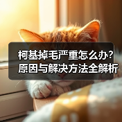 柯基掉毛严重怎么办?原因与解决方法全解析(图2) 柯基掉毛严重怎么办?原因与解决方法全解析(图2)