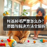 柯基掉毛严重怎么办？原因与解决方法全解析
