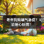 老年狗狗喘气急促？可能是心脏病！
