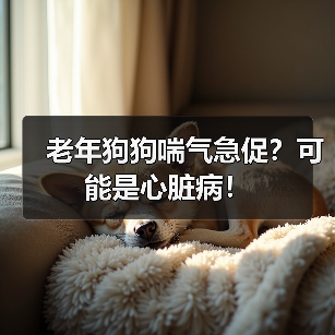 老年狗狗喘气急促?可能是心脏病!(图4) 老年狗狗喘气急促?可能是心脏病!(图4)