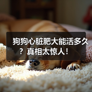狗狗心脏肥大能活多久?真相太惊人!(图2) 狗狗心脏肥大能活多久?真相太惊人!(图2)