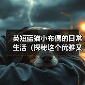 英短蓝猫小布偶的日常生活(探秘这个优雅又可爱的蓝色小猫咪的生活点滴)(图4) 英短蓝猫小布偶的日常生活(探秘这个优雅又可爱的蓝色小猫咪的生活点滴)(图4)