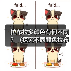 拉布拉多颜色有何不同?(探究不同颜色拉布拉多的特点和适合性)(图3) 拉布拉多颜色有何不同?(探究不同颜色拉布拉多的特点和适合性)(图3)