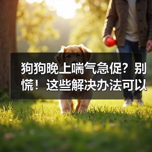 狗狗晚上喘气急促？别慌！这些解决办法可以帮忙