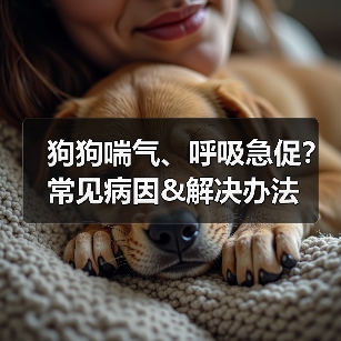 狗狗喘气、呼吸急促？常见病因&解决办法