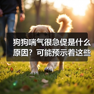 狗狗喘气很急促是什么原因？可能预示着这些严重问题！（图3）