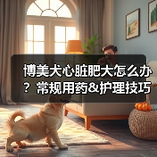 博美犬心脏肥大怎么办？常规用药&护理技巧（图3）