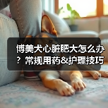 博美犬心脏肥大怎么办？常规用药&护理技巧（图4）