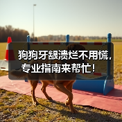 狗狗牙龈溃烂不用慌，专业指南来帮忙！（图3）