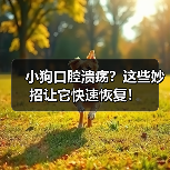 小狗口腔溃疡？这些妙招让它快速恢复！