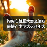狗狗心脏肥大怎么治疗最快？小型犬&老年犬主人必知！（图3）