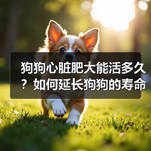 狗狗心脏肥大能活多久？如何延长狗狗的寿命？（图3）