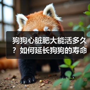 狗狗心脏肥大能活多久？如何延长狗狗的寿命？（图4）