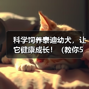 科学饲养泰迪幼犬,让它健康成长!(教你5个科学的方法,让泰迪宝宝快乐成长)(图4) 科学饲养泰迪幼犬,让它健康成长!(教你5个科学的方法,让泰迪宝宝快乐成长)(图4)