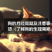 狗的月经周期及注意事项（了解狗的生理周期，关注宠物健康）