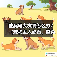 藏獒母犬发情怎么办？（宠物主人必看，避免犬只走失！）（图4）