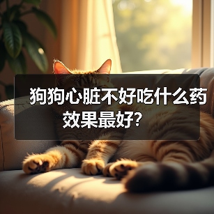 狗狗心脏不好吃什么药效果最好？（图3）