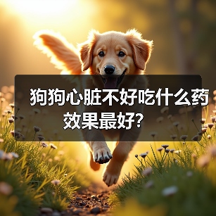 狗狗心脏不好吃什么药效果最好？（图4）