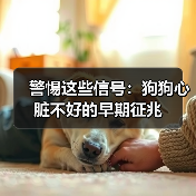 警惕这些信号：狗狗心脏不好的早期征兆（图3）